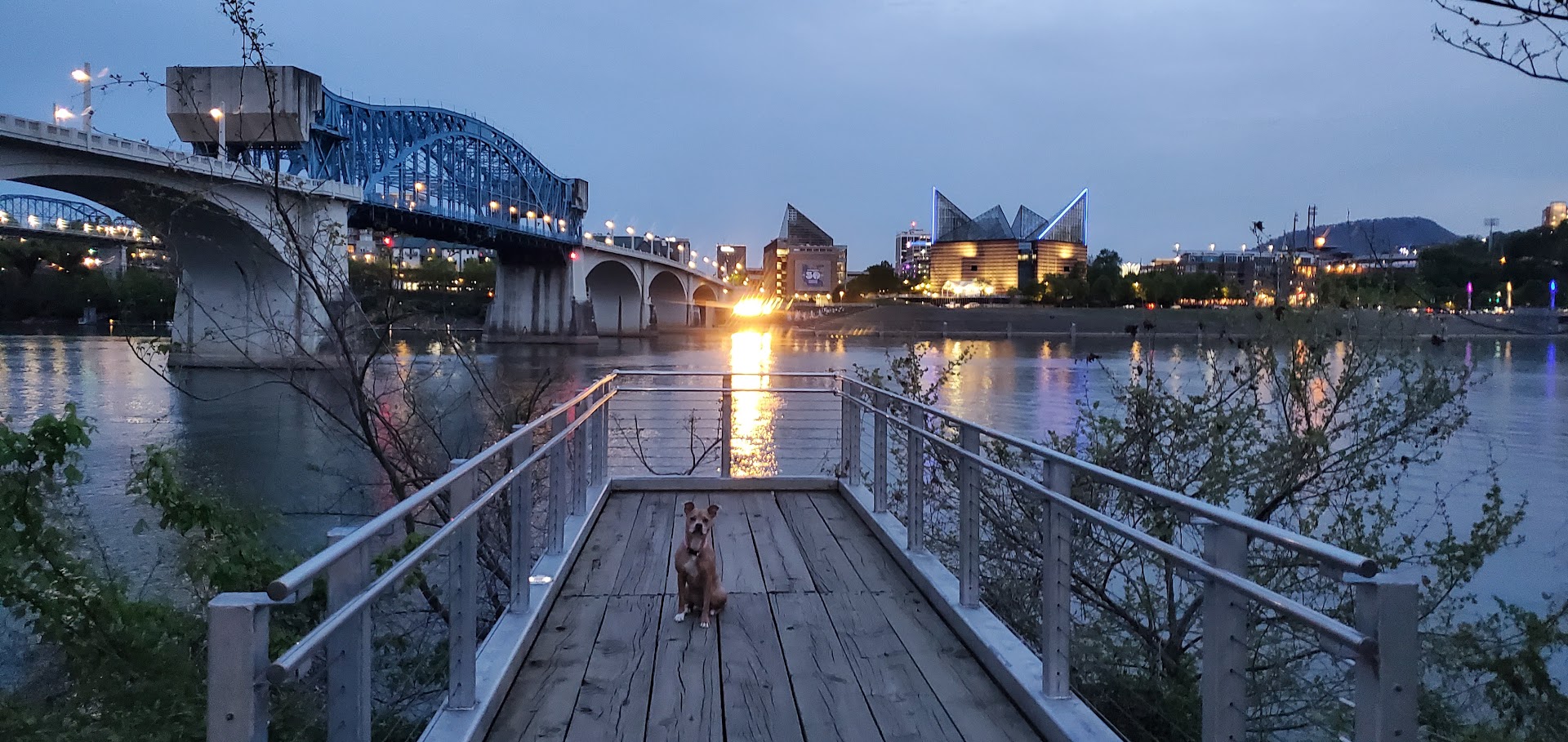 Dog overlooking the Tennessee River and downtown Chattanooga near the Walnut Street Bridge